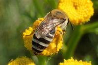 Colletes