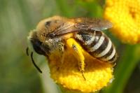 Colletes