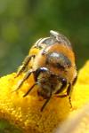 Colletes