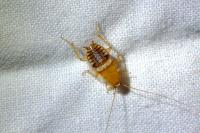 Planuncus vinzi