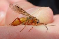 Tenthredopsis sordida