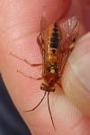 Tenthredopsis sordida