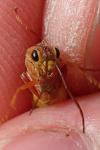 Tenthredopsis sordida