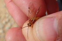 Tenthredopsis sordida