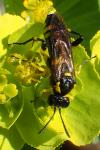 Macrophya montana