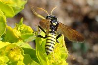 Cephaledo meridiana