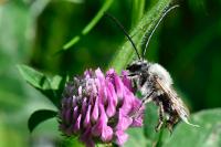 Eucera