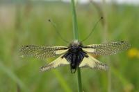 Libelloides coccajus