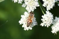 Apis mellifera