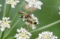 Tenthredo temula