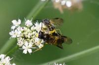 Tenthredo temula