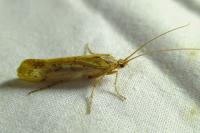 Limnephilus marmoratus