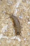 Ctenolepisma ciliata