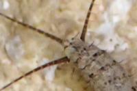 Ctenolepisma ciliata