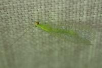 Apertochrysa