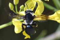 Andrena agilissima