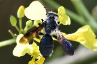 Andrena agilissima