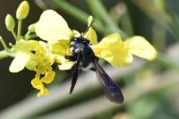 Andrena agilissima