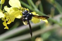 Andrena agilissima