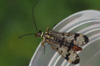 Panorpa communis