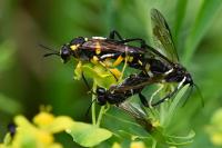 Macrophya montana