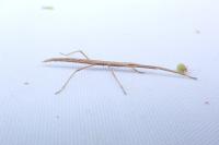 Clonopsis gallica