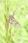 Ephemera danica