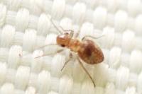 Psocodea