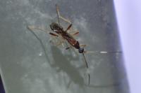 Aleiodes