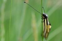 Libelloides coccajus