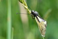 Libelloides coccajus