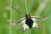 Libelloides coccajus