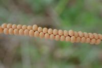 Libelloides coccajus
