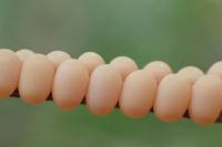 Libelloides coccajus