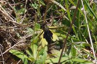 Libelloides coccajus