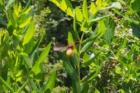 Vespa crabro