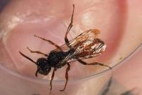 Nomada