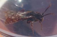 Nomada