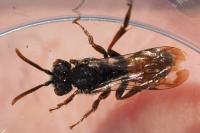 Nomada