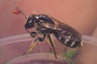 Lasioglossum