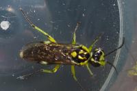 Rhogogaster