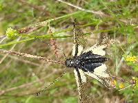 Libelloides coccajus