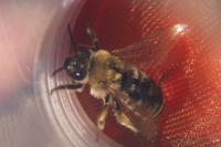 Apidae