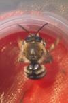 Apidae