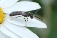 Lasioglossum