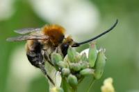 Eucera nigrescens
