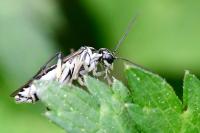 Pachyprotasis rapae
