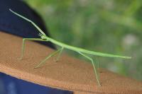 Clonopsis gallica