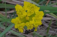 Macrophya