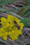 Macrophya